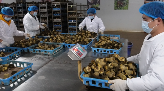 黔西南貞豐 黑牛肝菌工廠化生產(chǎn)基地正式投產(chǎn)，引領(lǐng)食用菌產(chǎn)業(yè)創(chuàng)新發(fā)展