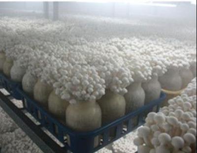 賀州噴霧加濕設(shè)備廠與南寧正雄攜手 科技賦能食用菌研發(fā)新篇章