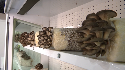 勇闖大上海，永泰人匠心獨(dú)運(yùn)鑄就“菌菇王國(guó)”