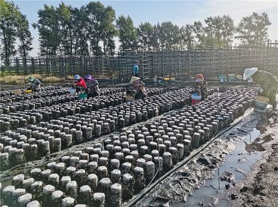 廣開(kāi)食源耘天下--探尋&ldquo;大食物觀&rdquo;在基層的生動(dòng)實(shí)踐