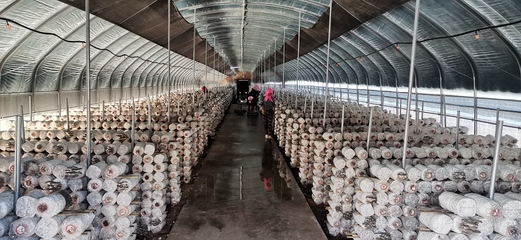 從菌種到市場(chǎng) 同心縣如何打造食用菌產(chǎn)業(yè)致富的閩寧協(xié)作新樣本