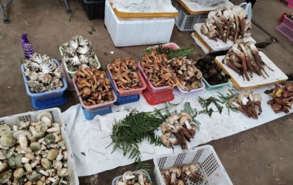 昆明 構建國際野生菌中心的戰略機遇與挑戰